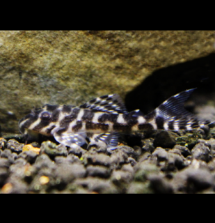 Prísavník King tiger pleco L066 - Hypancistrus sp. L066