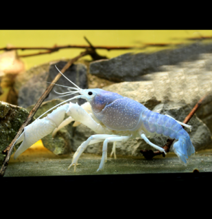 Procambarus alleni