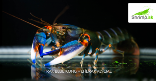 Rak Blue Kong - samec - Cherax alyciae