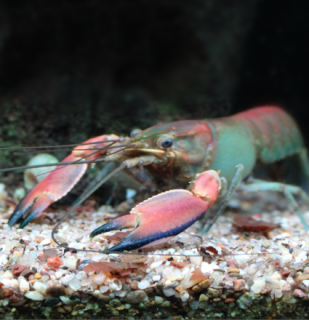 Rak Red Brick - samec - Cherax boesemani