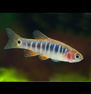 Razbora barmská - Danio erythromicron