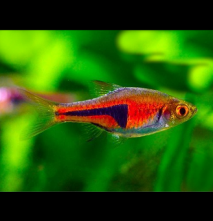 Razbora Espeho 30 ks - Rasbora espei