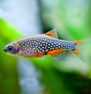 Razbora galaxy 10 ks - Danio margaritatus