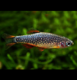 Razbora galaxy - Danio margaritatus