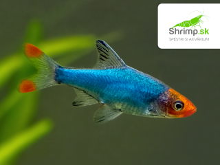 Razbora Sawbwa - 20 ks - Rasbora sawbwa