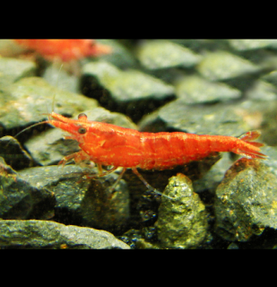 Red cherry 10 ks - Neocaridina davidi (Neocaridina davidi (heteropoda) )