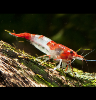 Red Rili 10 ks - Neocaridina davidi (Neocaridina davidi (heteropoda) )