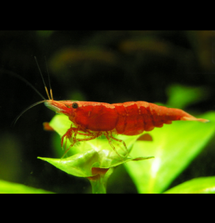 Red sakura 10 ks - Neocaridina davidi (Neocaridina davidi (heteropoda) )