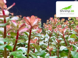 Rotala blood red - zväzok