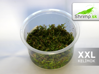 Rotala macrandra - in vitro 100 ml