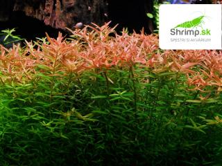Rotala rotundifolia - zväzok