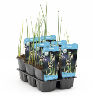 Scirpus lacustris – košík 9x9 cm  (Škripinec jazerný)