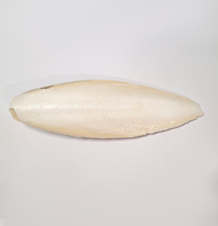 Sépiová kosť 15 cm 1 ks