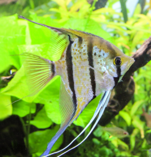 Skalár amazonský - 'Rio Nanay' (Pterophyllum scalare 'Rio Nanay')