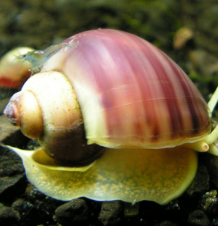 Slimák Ampulária ružová- Ampullaria australis