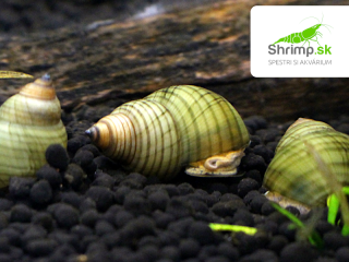 Slimák Filopaludina sumatrensis