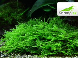 Spiky Moss - Taxiphyllum spec. - in vitro 100 ml