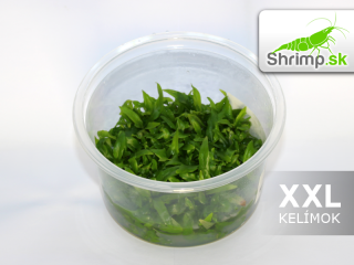 Staurogyne repens - in vitro 100 ml