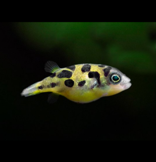 Štvorzubec trpasličí 0,5 cm - Carinotetraodon travancoricus