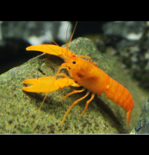 Sunshine Apricot - Cherax snowden