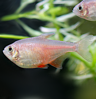 Tetra červená orange - Hyphessobrycon flammeus orange