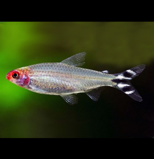 Tetra červenoústa 10 ks - Hemigrammus rhodostomus