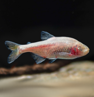 Tetra jaskynná - Astyanax jordani