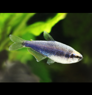 Tetra kráľovská Super blue - Inpaichthys kerri