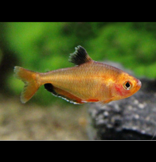 Tetra krvavá - Hyphessobrycon eques