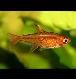 Tetra ohnivá 10 ks - Hyphessobrycon amandae