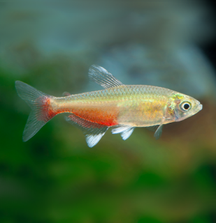 Tetra Rathbunova - Aphyocharax rathbuni