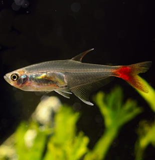 Tetra vláknoplutvá - Prionobrama filigera