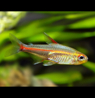 Tetra žiarivá - Hemigrammus erythrozonus