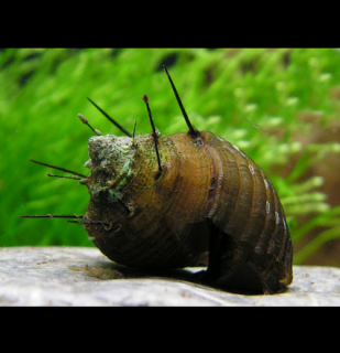 Thiara cancellata