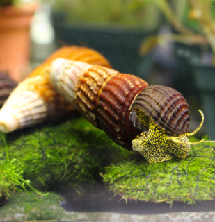 Tylomelania sp. - Yellow spot