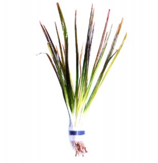 Vallisneria americana 'natans' - zväzok