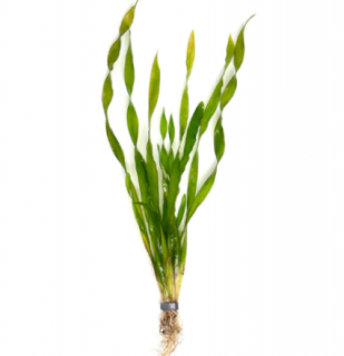 Vallisneria asiatica - zväzok