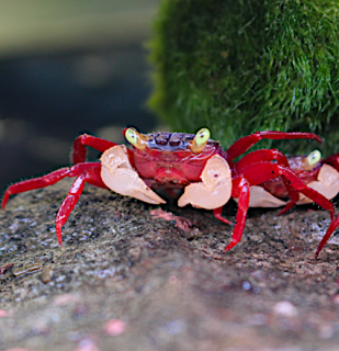 Vampire Crab Mandarin