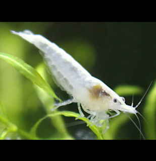 White pearl 10 ks - Neocaridina davidi