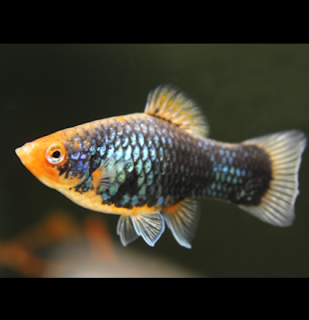 Xiphophorus maculatus