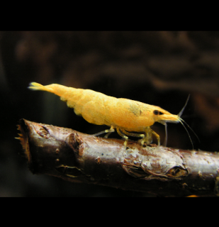 Yellow fire - Neocaridina davidi