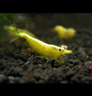 Yellow neon stripe 10 ks - Neocaridina davidi (Neocaridina davidi (heteropoda) )