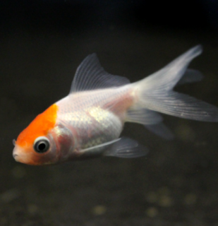 Závojnatka Red cap - Carassius auratus