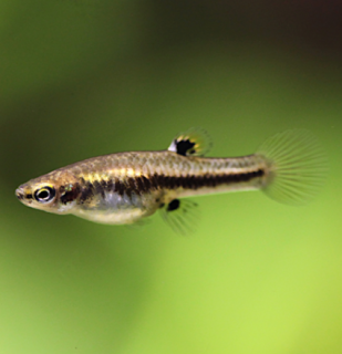 Živorodka trpasličia - Heterandria formosa