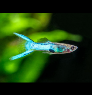 Živorodka wingei - Japan Blue - samček