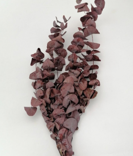 Eucalyptus cinerea preparovaný bordový 100 g