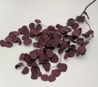 Eucalyptus populus preparovaný bordový 150 g
