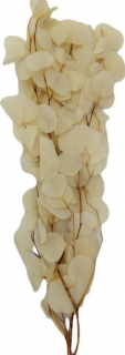 Eucalyptus populus stabilizovaný biely 100 g