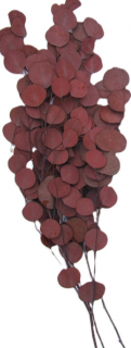 Eucalyptus populus stabilizovaný červený 100 g