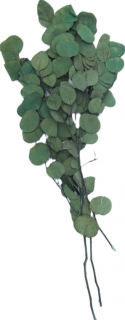 Eucalyptus populus stabilizovaný tmavo zelený 100 g
